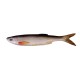 Bleak Real Tail 8cm/3g