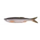 Bleak Real Tail 8cm/3g