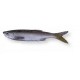 Bleak Real Tail 8cm/3g