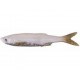 Bleak Real Tail 8cm/3g