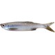 Bleak Real Tail 10,5cm/8g