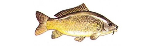 Karpiowa